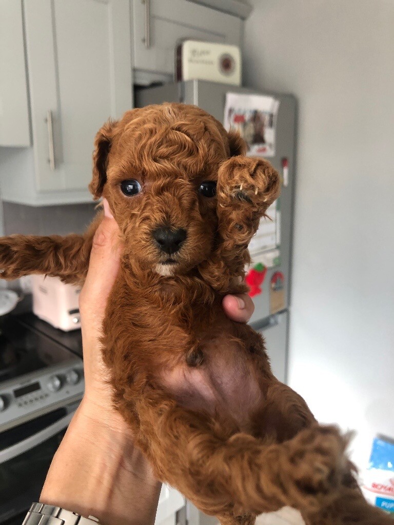 gumtree poodle puppies